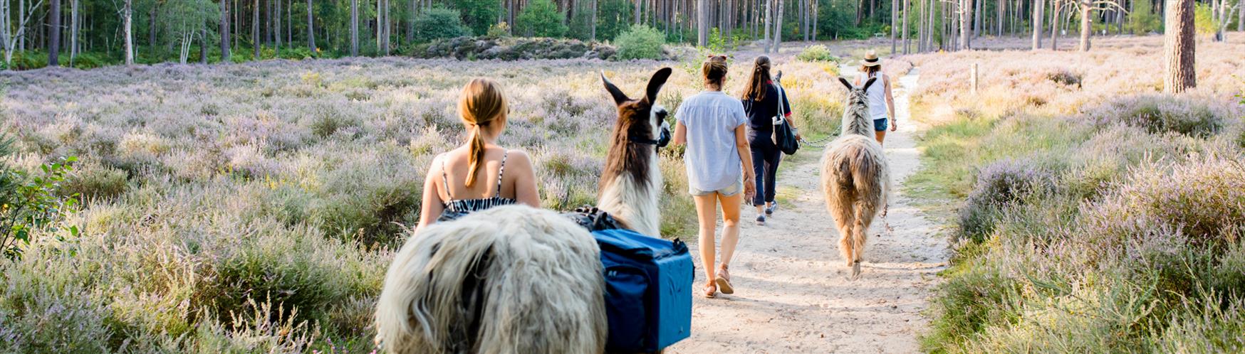 Merry Harriers Llama Treks