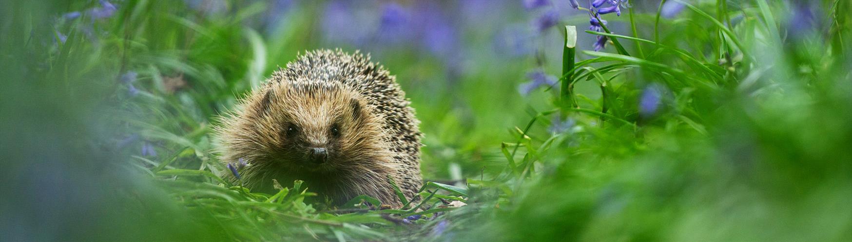 British Wildlife Centre