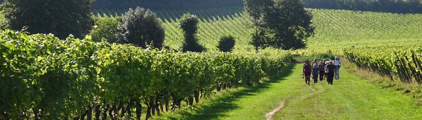 Denbies Wine Estate