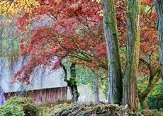 The boathouse at Winkworth Arboretum see through a colourful cascade of autumn leaves
