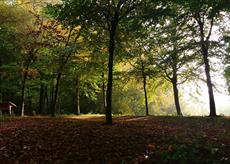 Deepdene trail
