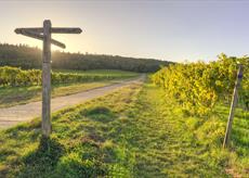 Denbies Vineyard