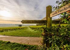 Denbies Wine Estate
