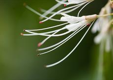 Close-up of white flower