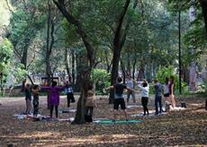 Group of people doing yoga in woodland