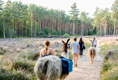 Merry Harriers Llama Treks