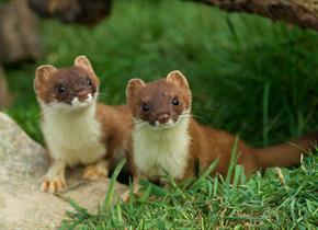 Stoats - British Wildlife Centre