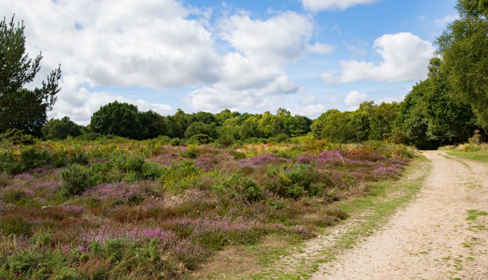 Headley Heath