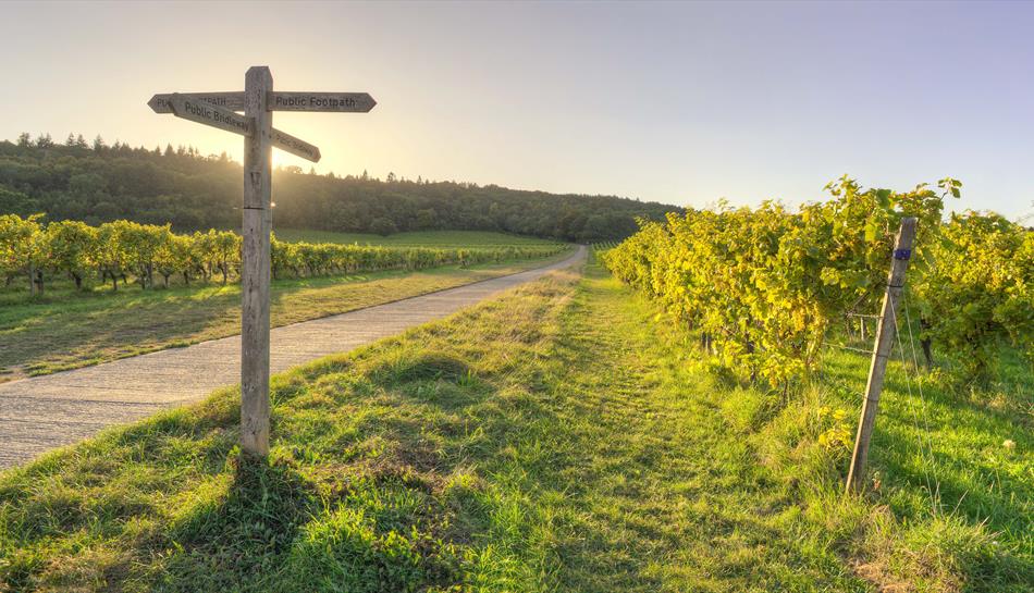 Denbies Vineyard