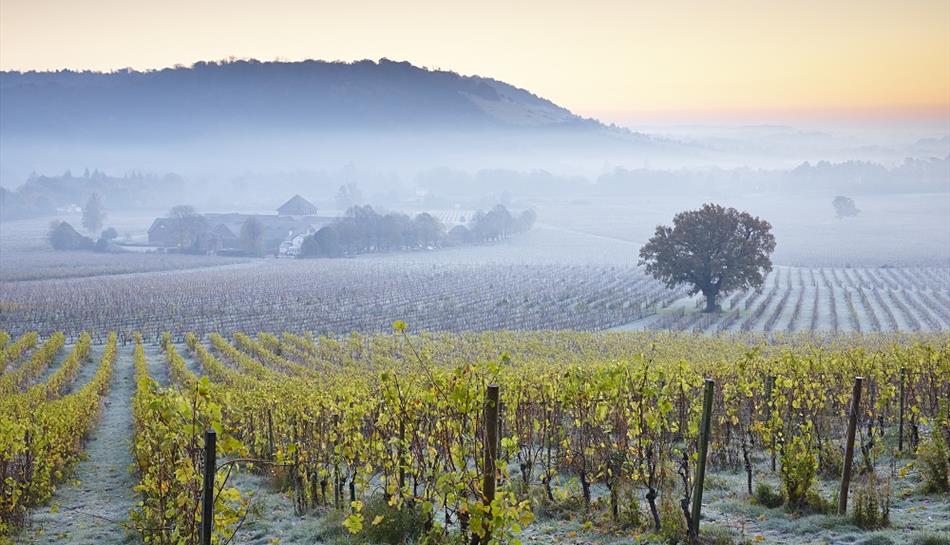 Denbies Wine Estate