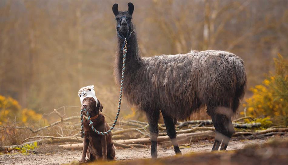 Merry Harriers Llama Treks