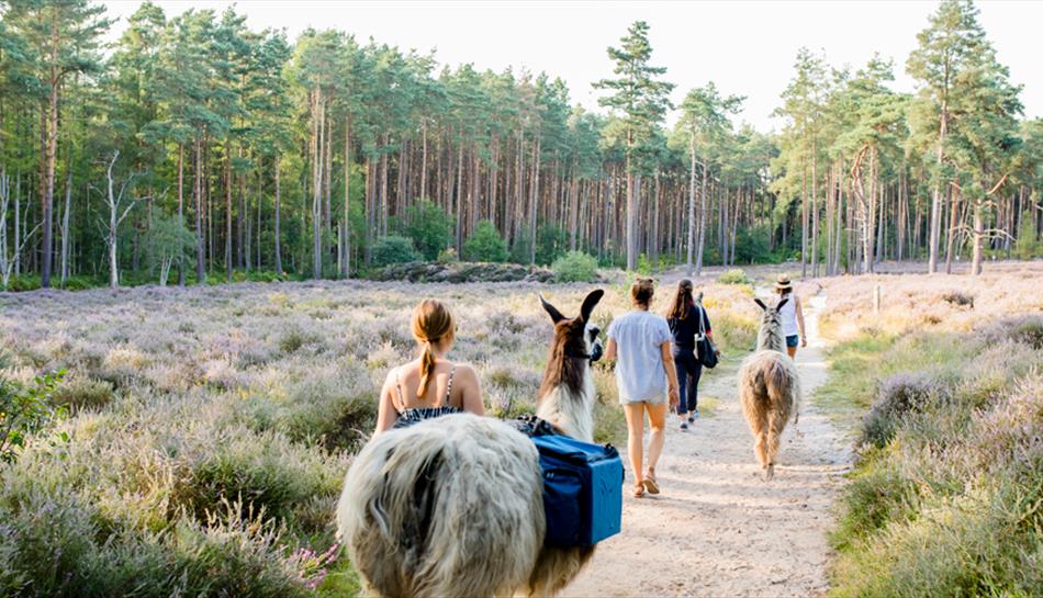 Merry Harriers Llama Treks