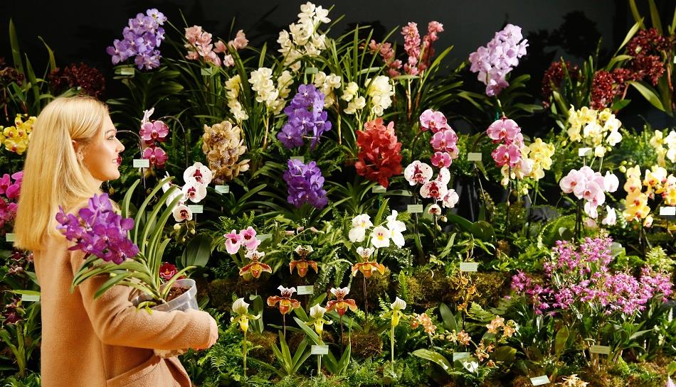Woman carries a pot of orchids passed an orchid display.