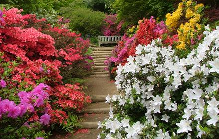 Azalea steps + Dr Fox bench - copyright National Trust