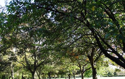 Ashford Fordbridge Park