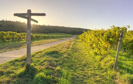Denbies Self-Guided Vineyard Tour