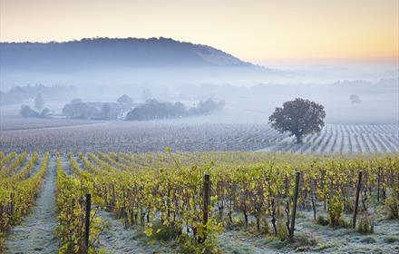 Denbies Wine Estate