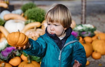 A boy admires pumpkins