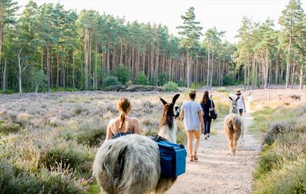 Merry Harriers Llama Treks