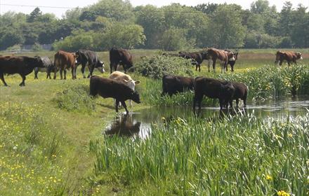 Staines Moor taken by Nigel Hedges