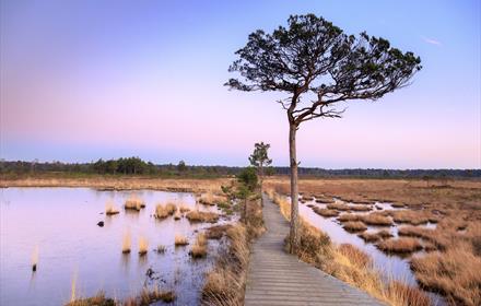 Thursley Common - Credit John Miller