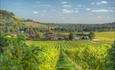 Denbies Wine Estate in Dorking, Surrey