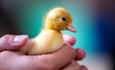 Chick at Godstone Farm