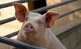 pigs at Godstone Farm