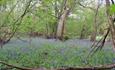 Runnymede and Ankerwycke - copyright National Trust