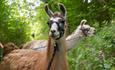Merry Harriers Llama Treks