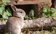Rabbit on the Estate