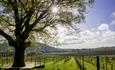 Denbies Wine Estate