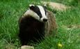 British Wildlife Centre