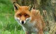 British Wildlife Centre