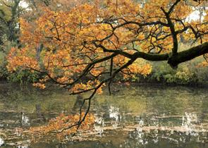 Bookham Commons