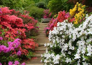 Azalea steps + Dr Fox bench - copyright National Trust
