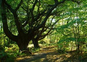 Ashtead Common, image copyright Andrew Thwaites