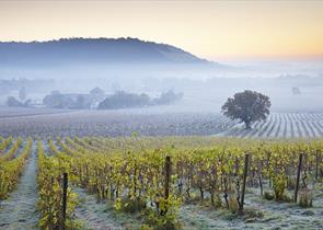 Denbies Wine Estate