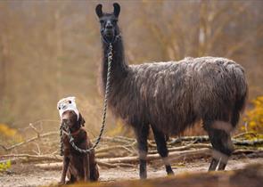 Merry Harriers Llama Treks