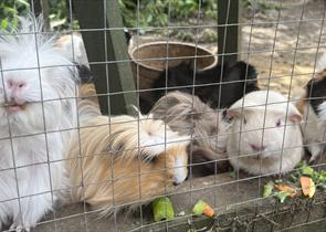 Guinea pigs at Elm Farm
