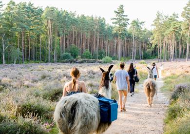 Merry Harriers Llama Treks
