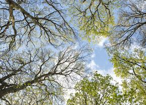 Looking up into the tree canopy with a blue sky