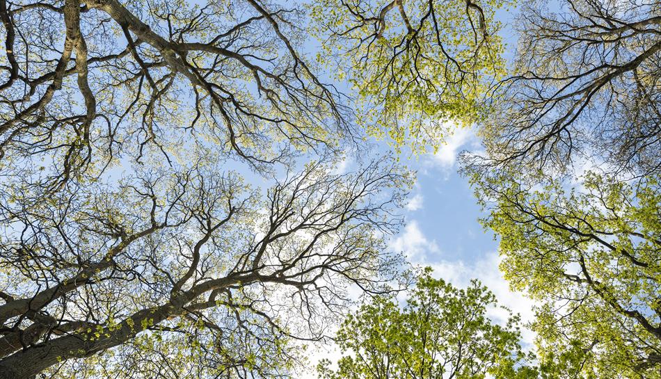 Looking up into the tree canopy with a blue sky