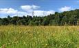 Summer Meadow at Winkworth.  Copyright National Trust, credit Laura Fry