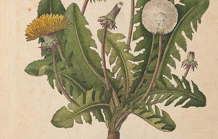 Botanical painting of dandelions