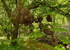 Nestled under a huge leafy canopy, a cluster of woven willow balls (from football size to nearly 6 feet across) cluster together in an organic form. 