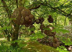 Nestled under a huge leafy canopy, a cluster of woven willow balls (from football size to nearly 6 feet across) cluster together in an organic form.