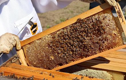 Responsible Beekeeping
