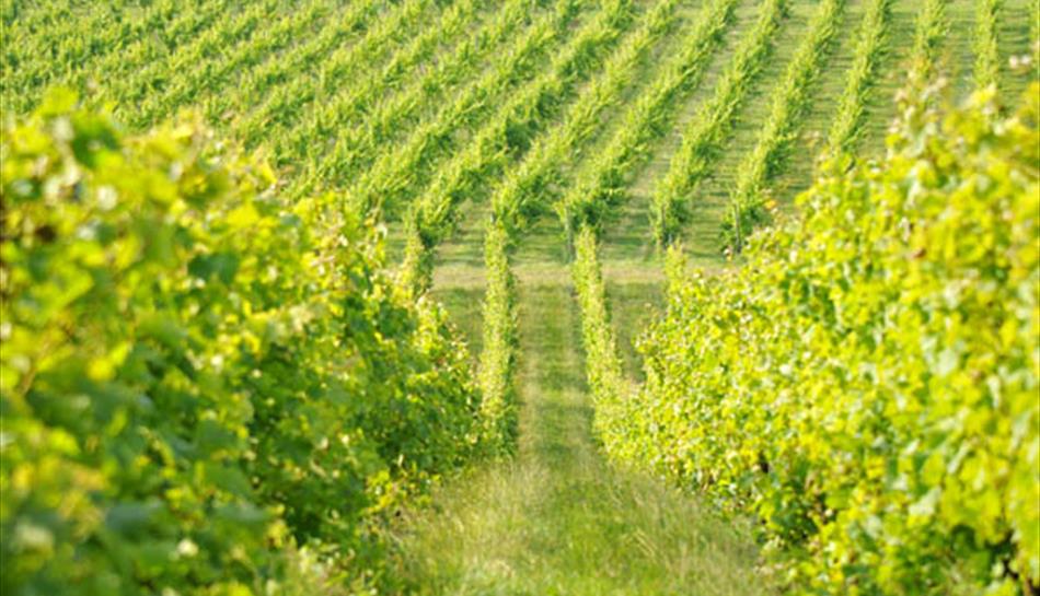 Harvest Secret Vineyard Trail