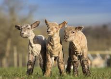 Bocketts Farm lambs
